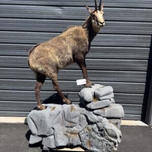 TAXIDERMY WATER BUFFALO thumbnail 4