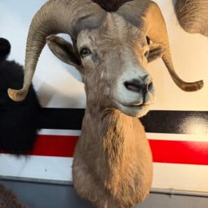 TAXIDERMY WATER BUFFALO thumbnail 3