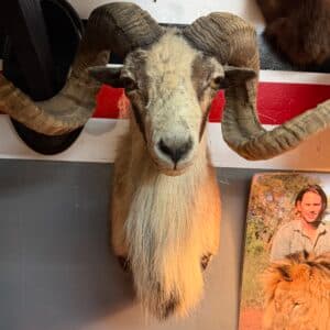 TAXIDERMY WATER BUFFALO thumbnail 2