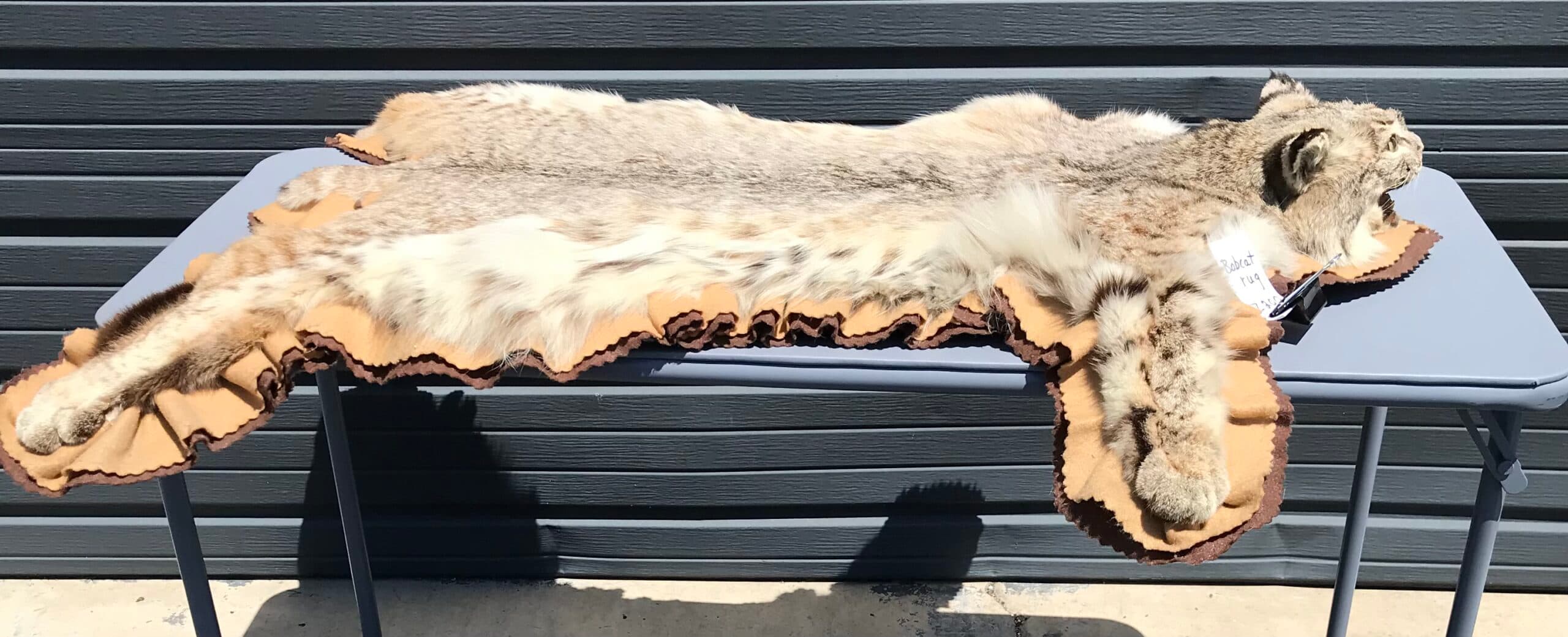 TAXIDERMY ZEBRA RUG 10 FEET PLUS thumbnail 2